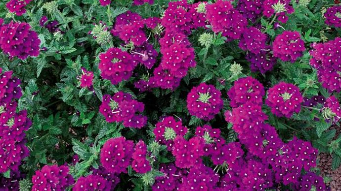 Verbena hybrida ‘Endurascape’ Purple Imp. ©P.Fayolle